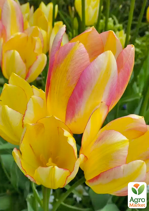 Тюльпан "Antoinette" (багатоквітковий) - фото 4