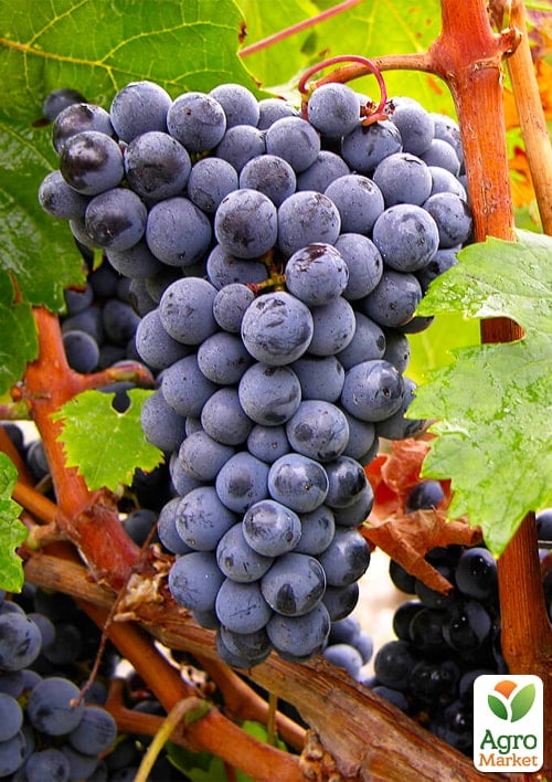 LMTD Виноград "Cabernet Franc" (сортовой, укорененный) - фото 4