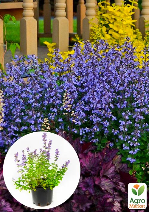 Котовник "Purrsian Blue" nepeta faassenii (вазон С1,5)