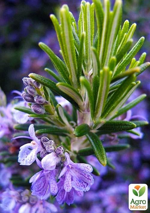 Розмарин (контейнер № 10, высота 15 см)