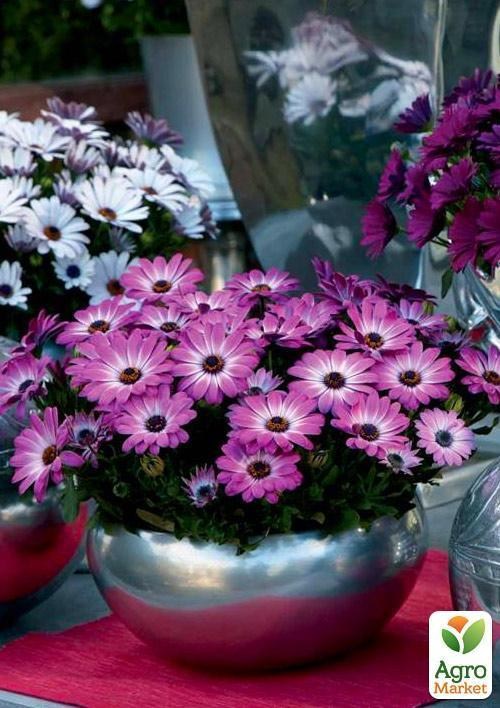 Остеоспермум "Pink Flare" (контейнер № 10, висота 10-20 см) - фото 2