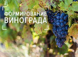 Як правильно формувати виноград для великого врожаю!