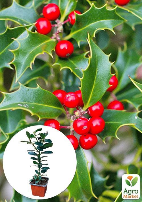 Падуб гостролистий (Ilex aquifolium) вазон Р9