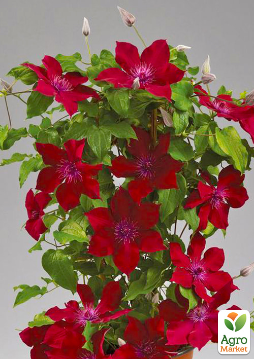 LMTD Клематис 3-х летний "Nubia" (высота 60-80 см) - фото 5