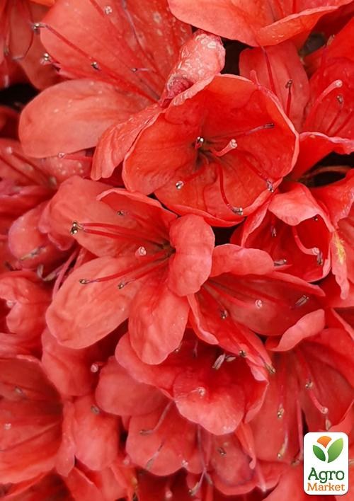 Азалія Японська «Rosso Arancio»
