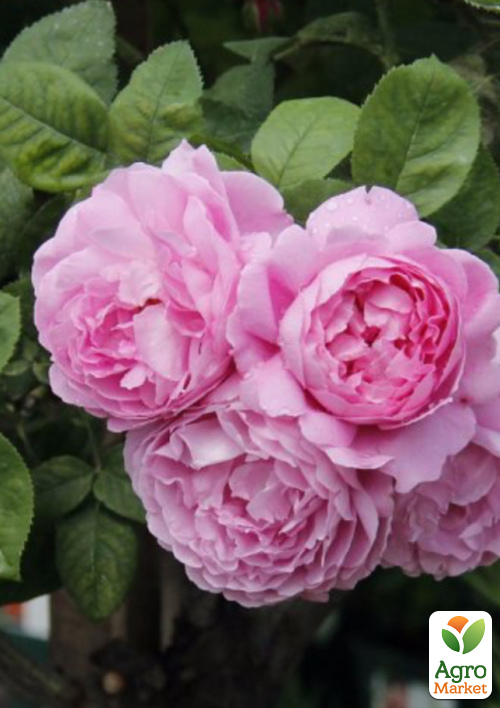 Роза английская "Merlin" в контейнере, высший сорт - фото 2