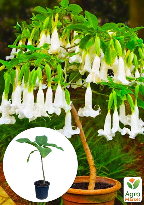 Бругмансія деревоподібна "White"