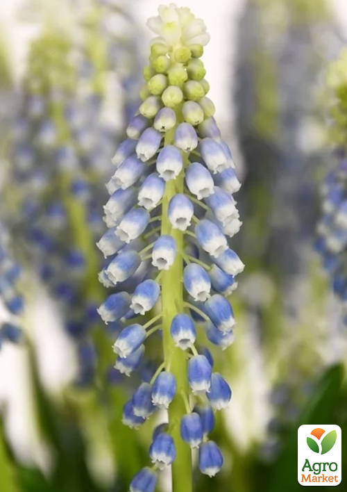 Мускарі "Emmy" укорінені - фото 4