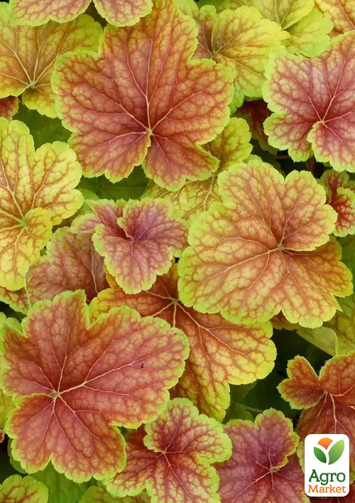Гейхера (Heuchera) "Delta Dawn" С1 (высота 15-30см)
