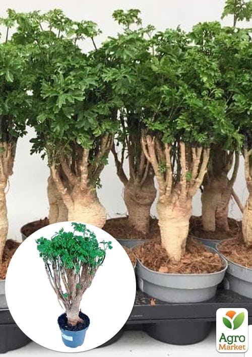 Бонсай "Polyscias"