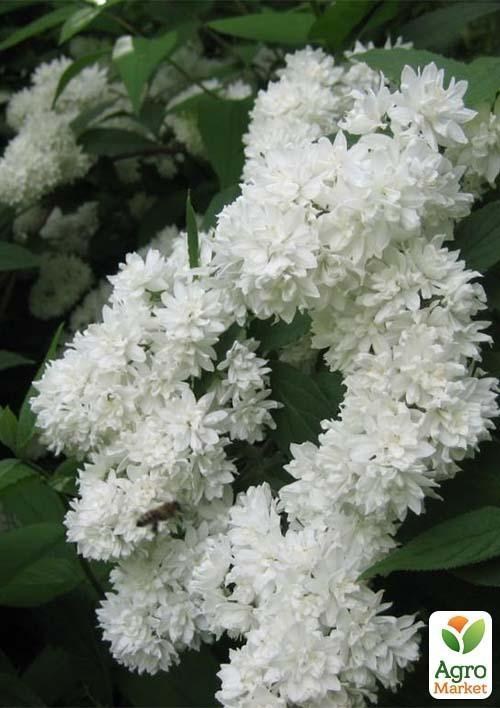 Дейция зірчаста біла "Сніговий день" (Snow day)