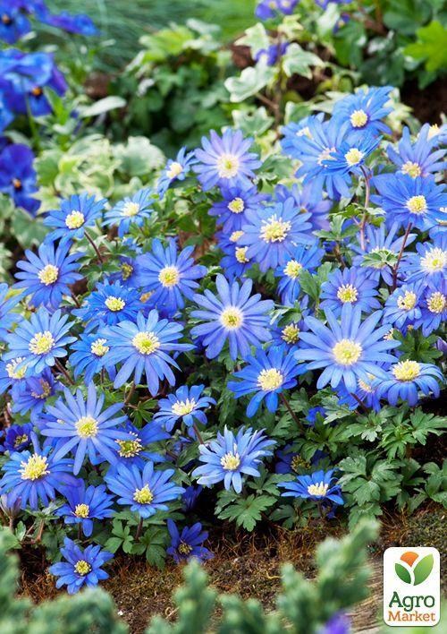 Анемона "Blanda Blue Shades" (розмір 5/7 великий) 5шт в упаковці