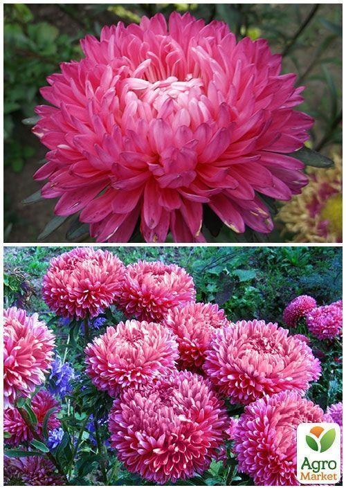 На развес Астра "Миледи роса" ТМ "Весна" цена за 1,5г - фото 2