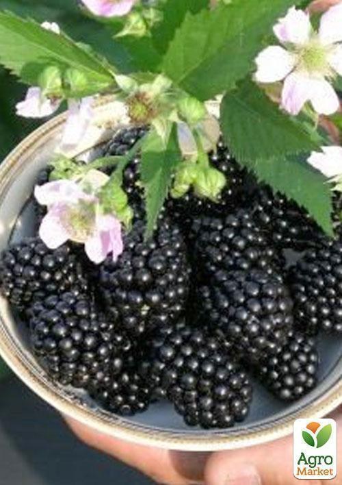 Ежевика ранне-средняя бесшипная "Полар" (Polar) 