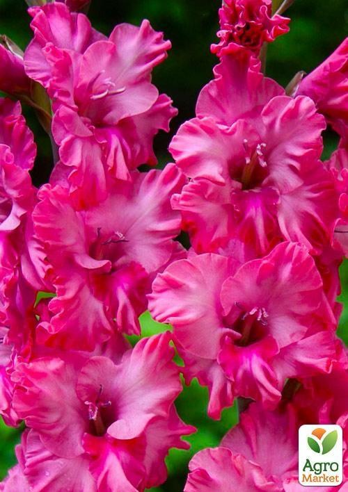 Гладіолус "Kingston Frizzle" 3шт - фото 2