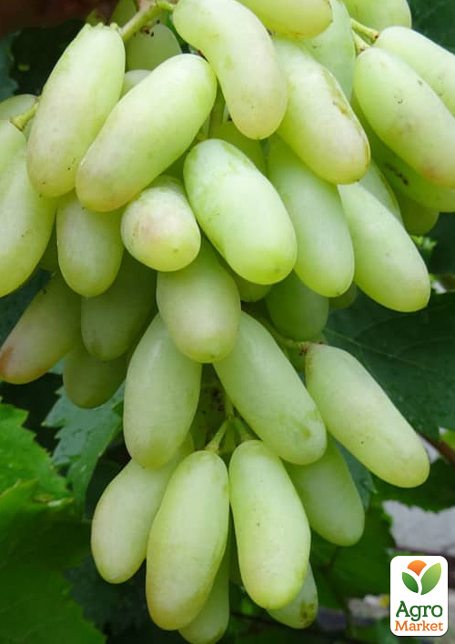 Виноград десертный "Незабудка Лилия" (сладкий гармоничный)