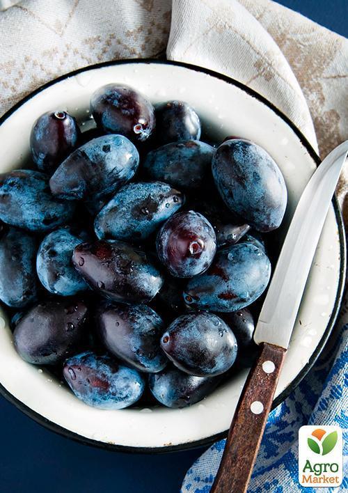 Слива "Геркулес" - фото 5