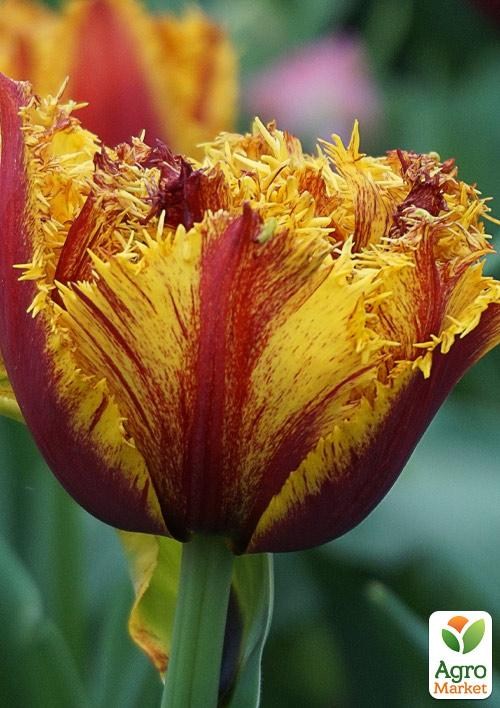 Тюльпан «Bastia» - фото 2