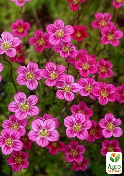 Ломикамінь Арендса "Рожевий Килим"