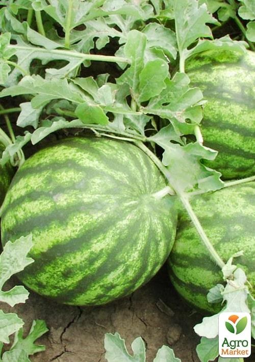 Арбуз "Султан F1" ТМ "Lark Seeds" 1000шт