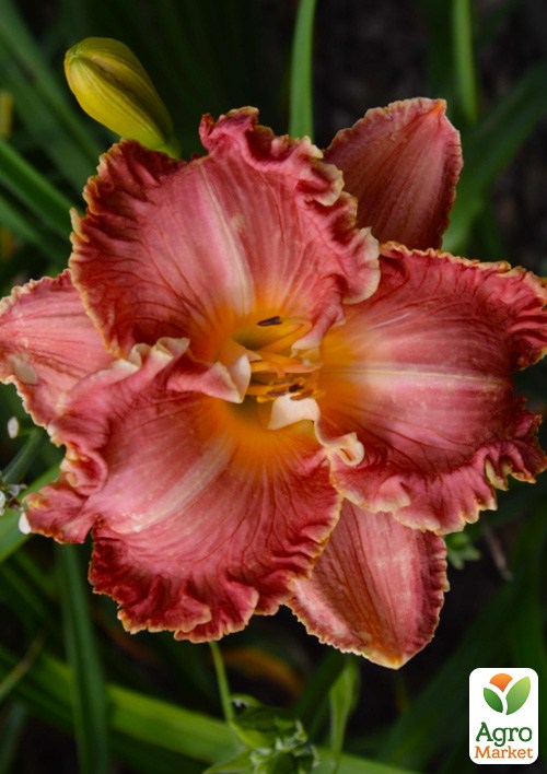 Лилейник "Short Skirt" 