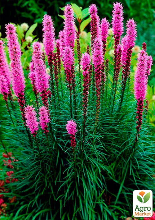 Лиатрис "Розовый" 5шт - фото 2