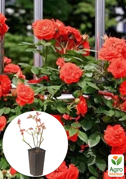 Роза плетистая "Maintower" в контейнере, высший сорт