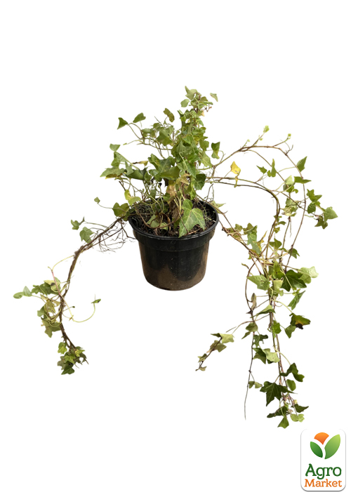 Плющ обыкновенный 2-х летний "Chicago" С2 высота 25-50см - фото 2