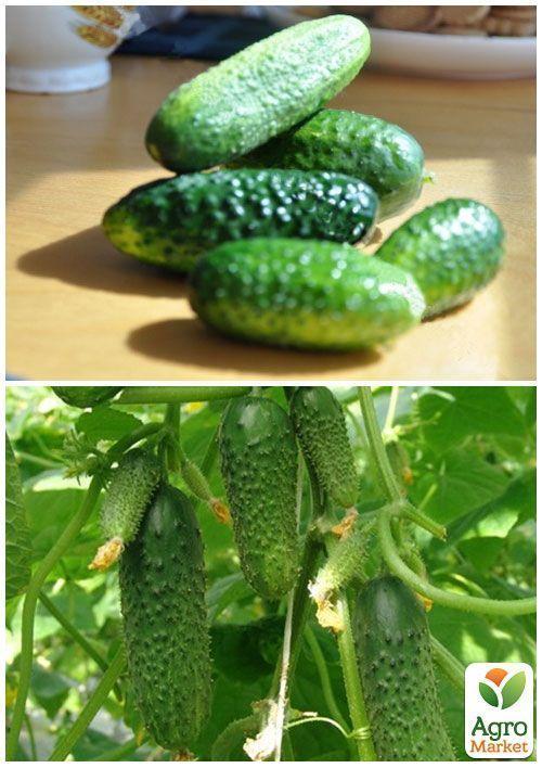 На развес Огурец  "Конкурент" ТМ "Весна" цена за 2г - фото 4