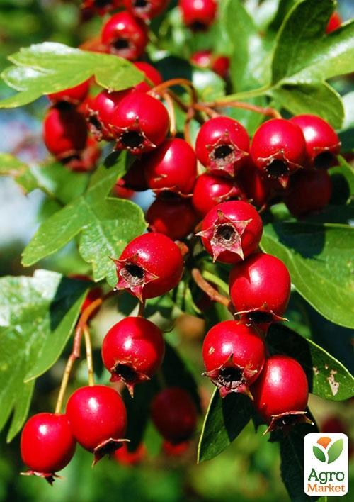 Глід "Арнольда"