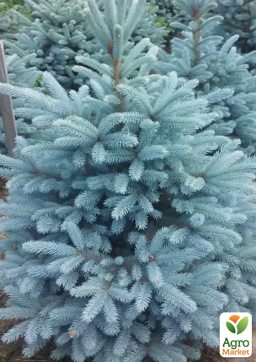 Ялина блакитна "Kaibab" висота 160-180 см - фото 2