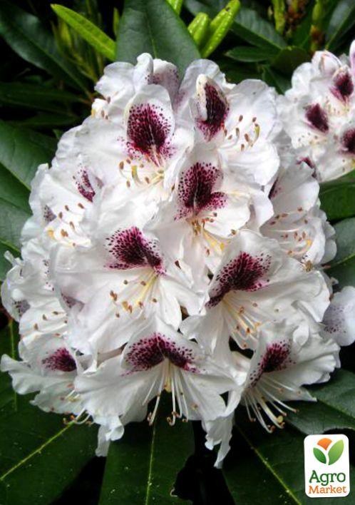 Рододендрон "Calsap" 4-х летний (белый) - фото 4