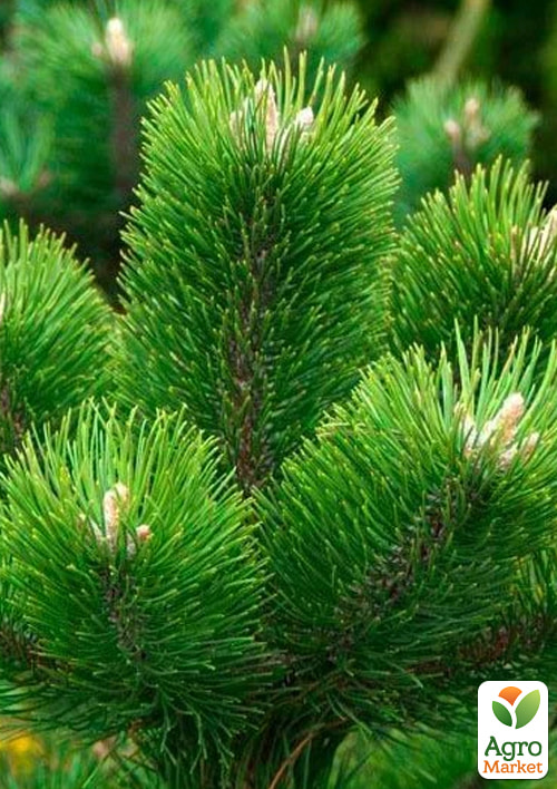 Сосна черная "Oregon Green" (ком/сетка), высота 170-190см - фото 4