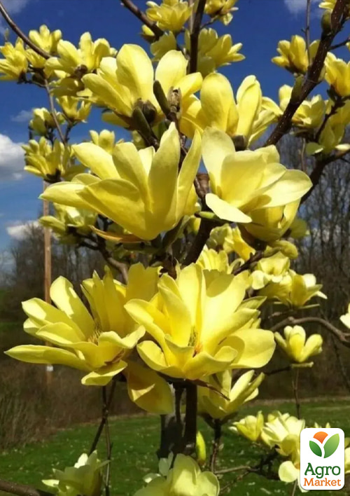 Магнолия 2-х летняя гибридная "Yellow Lantern" (высота 15-20см)