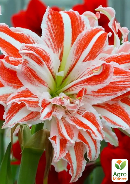 Амариллис (гиппеаструм) махровый в горшке "Dancing Queen"