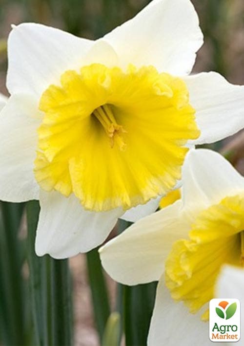 Нарцис "Ice Follie" укорінений