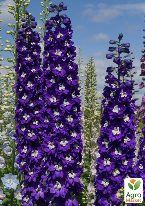 Дельфініум "Новозеландський гігант нічка" ТМ "Vesna Exclusive" 3шт - фото 2