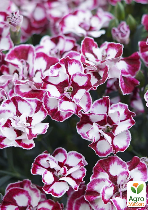 Гвоздика Махрова "Cremarena"