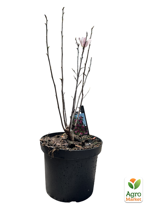 Магнолия 4-х летняя "Red Smile" (высота 80-100см) - фото 2