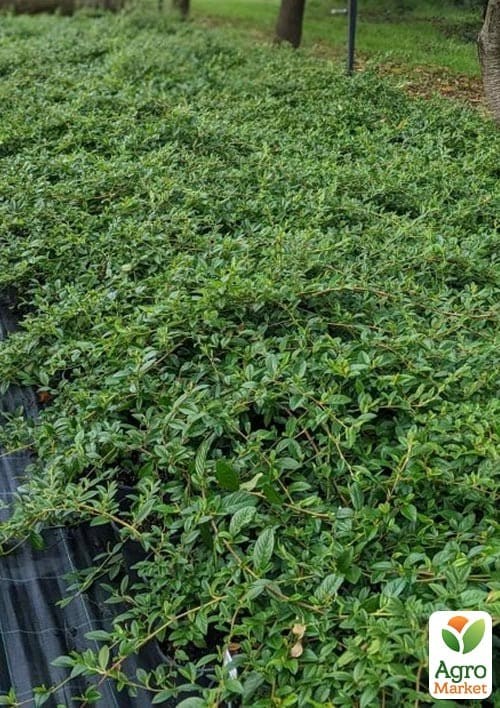 Кизильник иволистный "Parkteppich" контейнер р-9 - фото 2