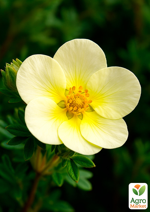 Лапчатка Кустарниковая "Limelight" - фото 2