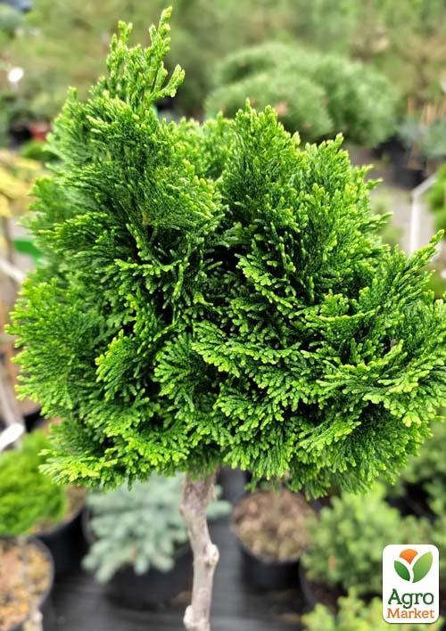 Кіпарисовик на штамбі "Nana Gracilis" С5, висота 70-80см - фото 2