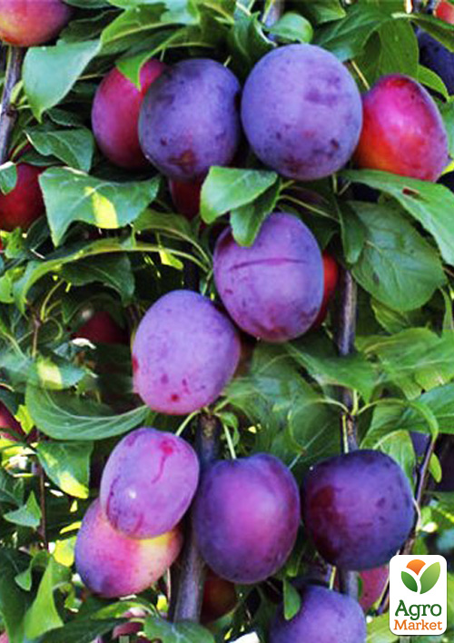 Слива колоновидная "Блю свит" Эксклюзив
