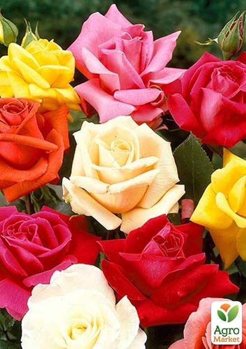 Роза чайно-гибридная (микс сортов) уценка
