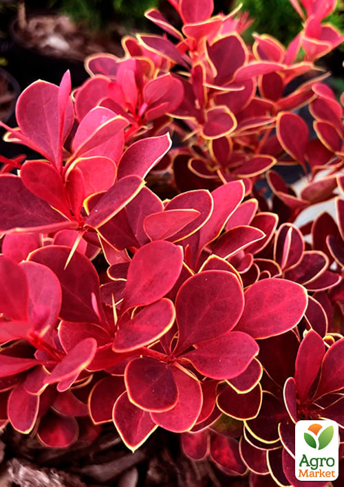 Барбарис Тунберга "Ruby Star"