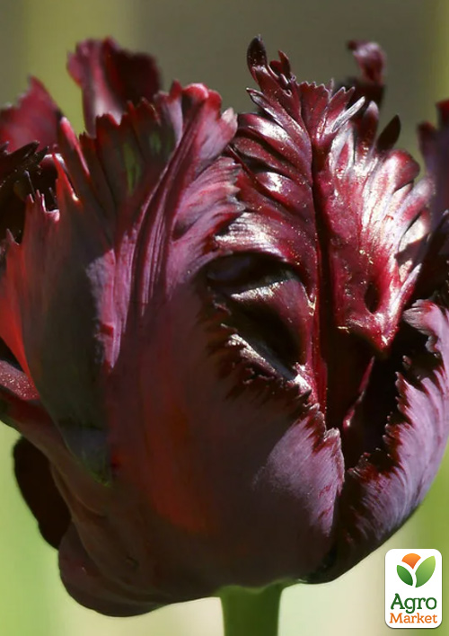 Тюльпан "Black Parrot"