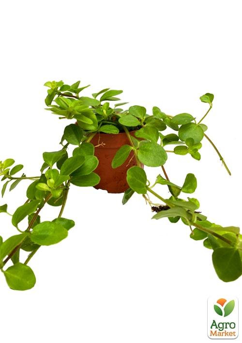 Пеперомия Каскадная "Emerald Beads" - фото 7