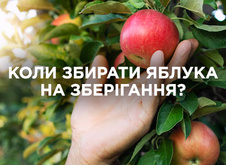 Когда собирать яблоки на хранение?