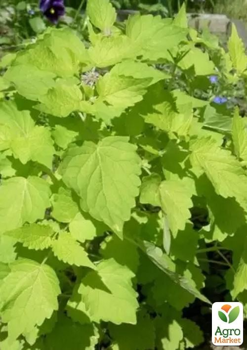 Мята "Золотой юбилей" ТМ "Весна" 100г