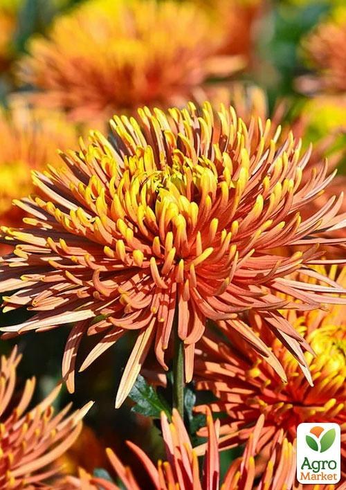 Хризантема зрізочна "Safina"